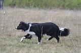 BORDER COLLIE - MOUTONS 079